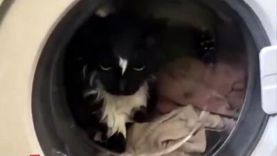  ببینید/ نجات باورنکردنی گربه از داخل ماشین لباسشویی