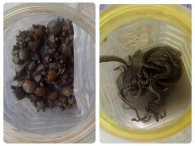  کشف لاک‌ پشتهای خزری و مارهای آبی در تهران + عکس