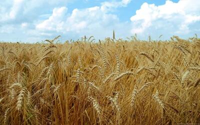  پیشنهاد قیمت ۵۰ هزار تومانی برای هر کیلو گندم