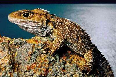  آن روی طبیعت وحشی؛ مارمولک عجیبی که از دورن چشمهاش به سمت دشمن خون پرتاب میکنه