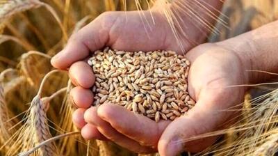  شروع خرید تضمینی گندم با پرداخت علی الحساب