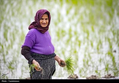  پیش بینی تنش آبی در 25 هزار هکتار از زمین‌های کشاورزی مازندران - تسنیم