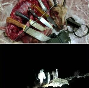  متخلفان شکار حیات‌وحش و کشف لاشه کل وحشی در منطقه حفاظت‌ شده قیصری چهارمحال و بختیاری دستگیر شدند