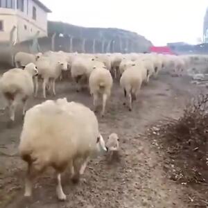  فیلم خنده دار از توله سگ گله در روز اول کاری