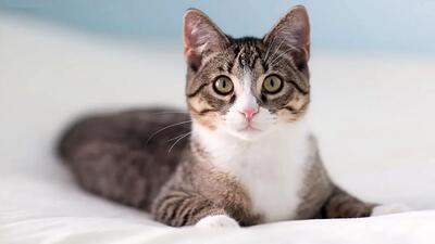  فیلم شاگرد بروسلی / گربه ای که همه را مبهوت کرد