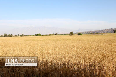  آمادگی خوزستان برای بزرگترین برداشت گندمِ کشور