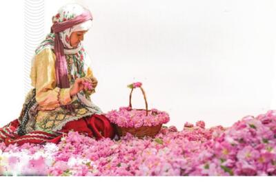  جان شیفته بانوان «فرخد» با مهر گل‌های محمدی | یک هشدار فرهنگی به دهیاری قمصر خراسان