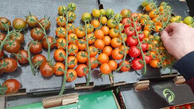  ۱۵۰ هکتار گلخانه امسال در اردبیل به بهره‌برداری می‌رسد