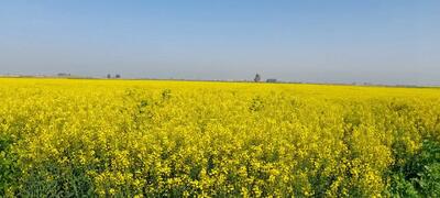  خرد شدن اراضی در گلستان، بهره‌وری و مدیریت کشاورزی را سخت تر می‌کند/کاهش بهره‌وری محصولات کشاورزی ناشی از خرد شدن اراضی