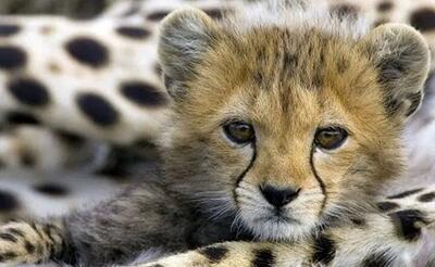  لمس و جابه‌جایی نوزادان جانوران پیگرد قانونی دارد