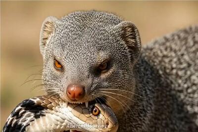  مستند حیات وحش؛ خدنگ؛ مار