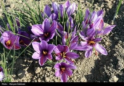  معاملات گواهی‌های سپرده زعفران به 32 میلیارد تومان رسید - تسنیم