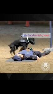  سگ پلیس در اسپانیا همه را شگفت‌زده کرد+ فیلم