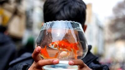  ماهیان قرمز شب عید خود را در سطوح منابع آبی کشور رها نکنید