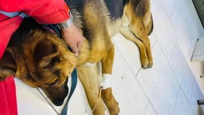  تصویر خبرساز از سگ زنده‌یاب هلال‌احمر در مناطق عملیاتی