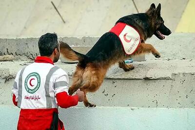  تصویری ویژه از سگ امداد و نجات زیر سرم