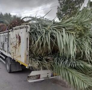  توقیف محموله نخل‌های فاقد مجوز در ایستگاه بازرسی خرم‌بید فارس