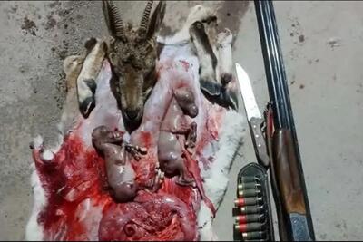  شکار بی‌رحمانه بز وحشی آبستن در طارم سفلی قزوین