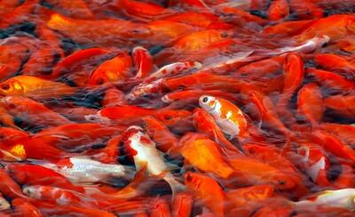  ماهیان قرمز را در سطوح منابع آبی کشور رها نکنید