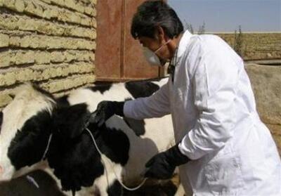  تولید سالانه 800 تن گوشت قرمز در شاهرود با تکیه بر دام سنگین - تسنیم