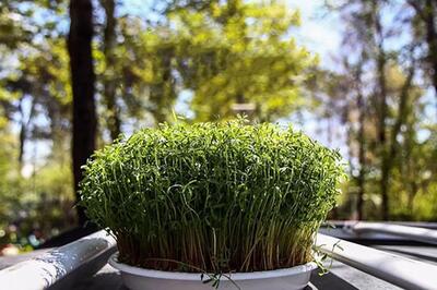  ۱۳ بدر این سال عجیب بر مردم شعر و طبیعت گرامی‌باد