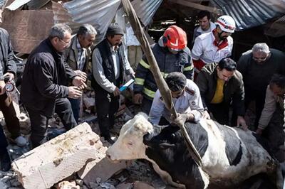  تصاویری از خسارات واحدهای دامداری و تجاری در تبریز