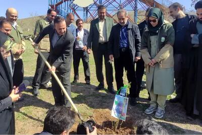  نهال امید در قزوین غرس شد