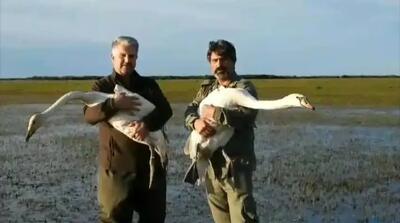  رهاسازی دو قطعه قو در پارک ملی بوجاقگیلان
