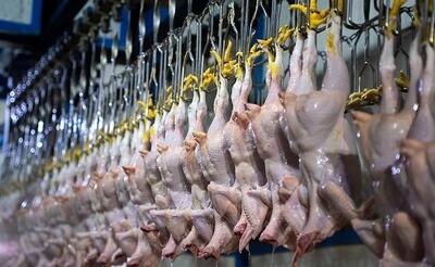  مرغ ارزان شد