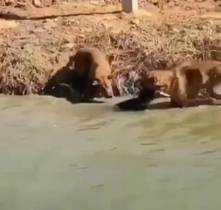  فیلم حیات وحش / شکار شجاعانه تمساح توسط گروهی از سگ‌ها