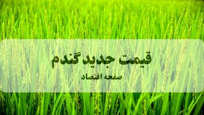  جهش استراتژیک در نرخ خرید تضمینی گندم؛ گامی بلند برای تحقق خودکفایی پایدار و حمایت از سفره کشاورزان