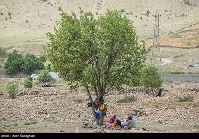  کاشت نهال به یاد شهدا با تأکید بر توسعه فضای سبز و مشارکت عمومی - تسنیم