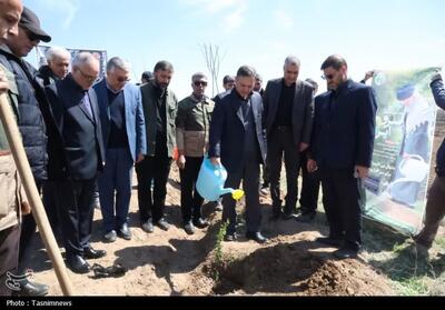  اجرای پویش «سرو ایران» همزمان با روز طبیعت در زنجان - تسنیم