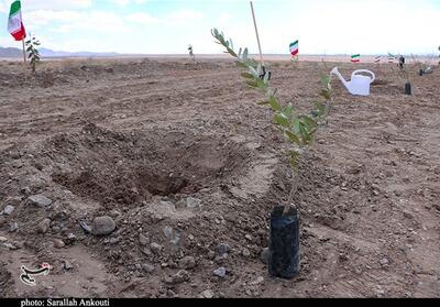  بهار ایستادگی در همدان/نهال‌های یاد شهدا با حضور استاندار همدان غرس شد - تسنیم