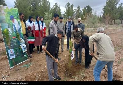  کاشت 1500 اصله نهال در 12 شهرستان خراسان جنوبی  عکس - تسنیم