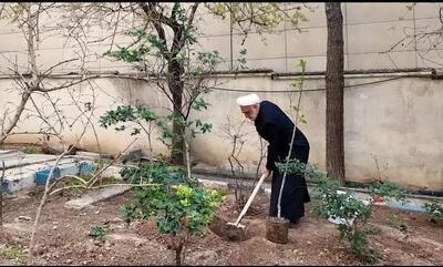  حجت‌الاسلام اژه‌ای، یک اصله نهال غرس کرد