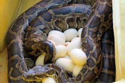  مستند حیوانات؛ لحظه شگفت‌انگیز بیرون آوردن بچه مارهای پیتون از درون تخم