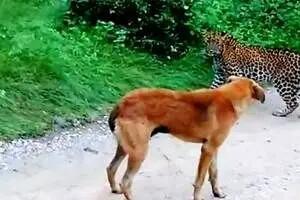  مستند حیات وحش؛ در نبرد سگ و پلنگ چه کسی برنده خواهد شد؟