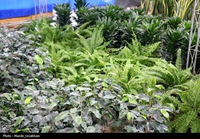  صادرات گل و گیاهان زینتی محلات به ترکمنستان - تسنیم