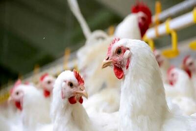  موافقت با صادرات گوشت مرغ بریده نشده به صورت مجاز مشروط