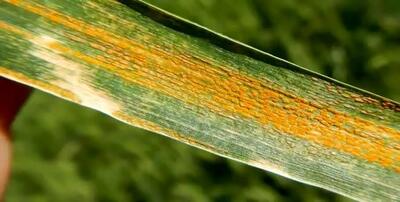  لزوم پایش مستمر مزارع برای مقابله با بیماری زنگ زرد گندم و سن غلات