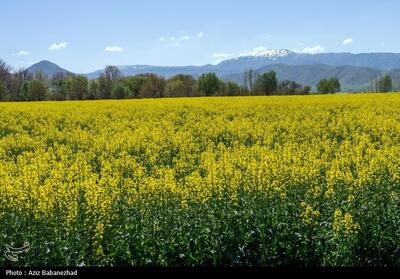  کشت 4600 هکتار کلزا در لرستان - تسنیم