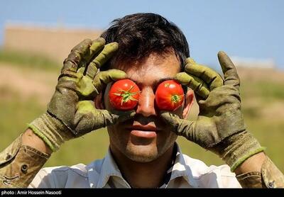  صادرات این محصول ممنوع شد