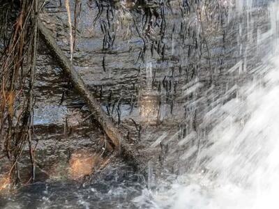  کشف راز ۵۰ ساله صخره‌نوردی ماهی‌ها