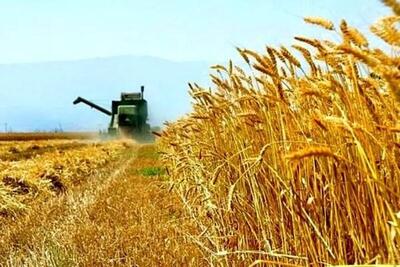  خرید تضمینی گندم با پرداخت علی‌الحسابی