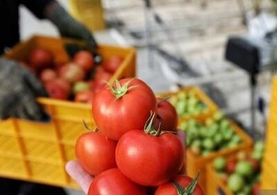  صادرات گوجه‌فرنگی ممنوع شد