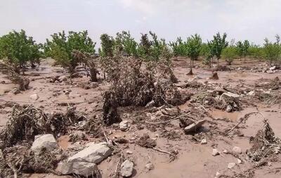  خسارت ۶۶۰۰ میلیارد ریالی سیل و تگرگ به کشاورزی سمنان