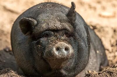  «بدقیافه‌ترین» حیوانات جهان را بشناسید