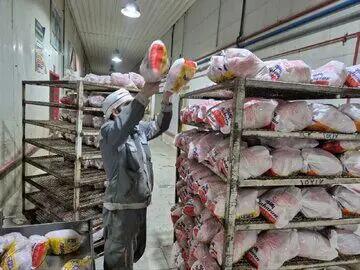  کشتار روزانه ۴۵۰ تن مرغ در آذربایجان‌شرقی