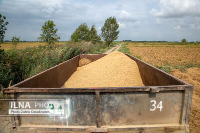  لزوم نظارت امنیتی بر خرید، حمل‌ونقل و توزیع گندم در فارس